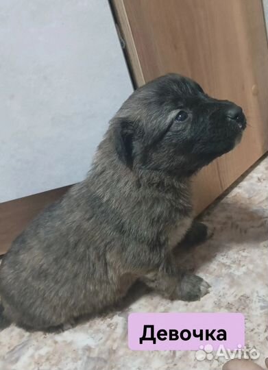 Щенки в добрые руки