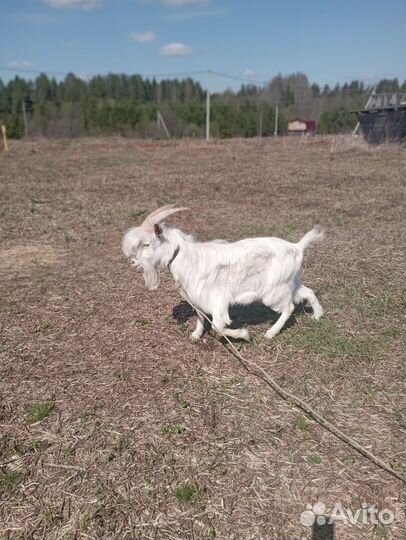 Цезарь ищет Клеопатру