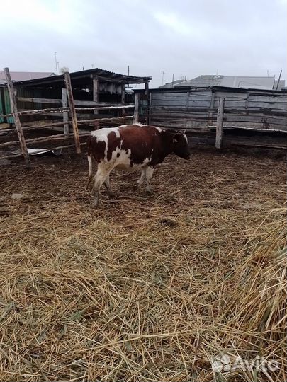 Продам телок на племя или на мясо