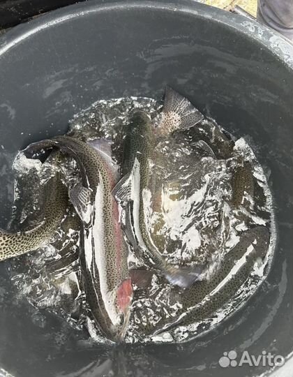 Форель живая