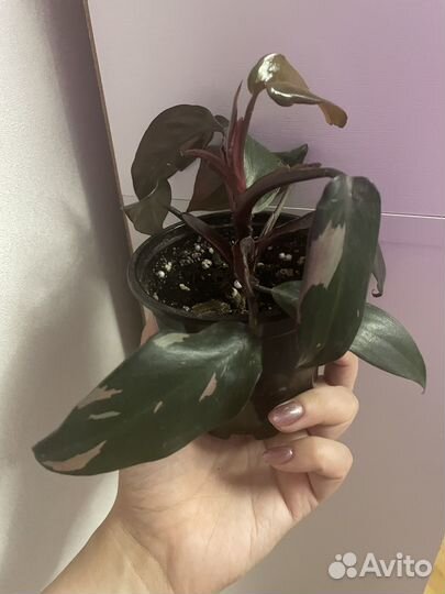 Филолендрон розовая принцесса