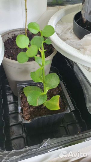 Каланхоэ цветущий