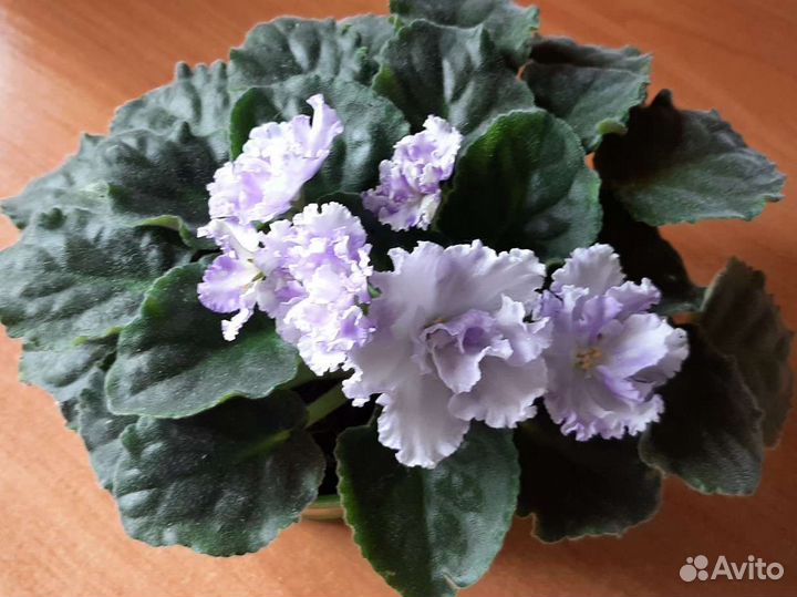 Фиалка махровая