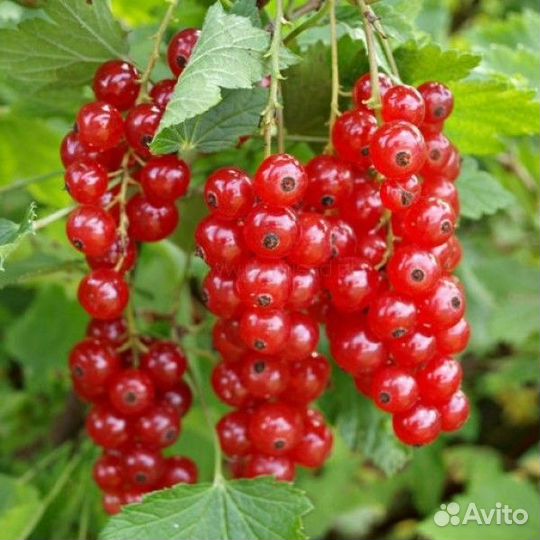 Саженцы смородины