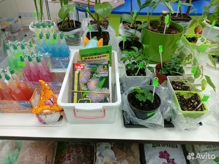 Комнатные цветы