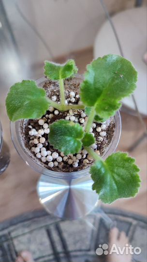 Сортовые фиалки