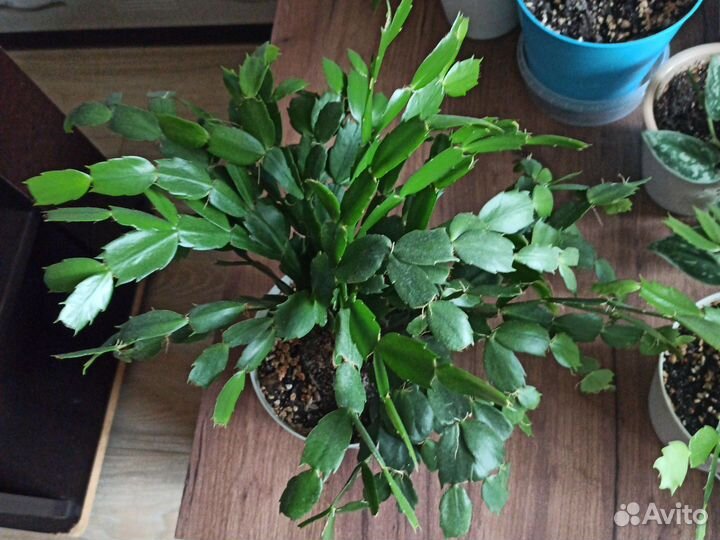 Декабрист шлюмбергера