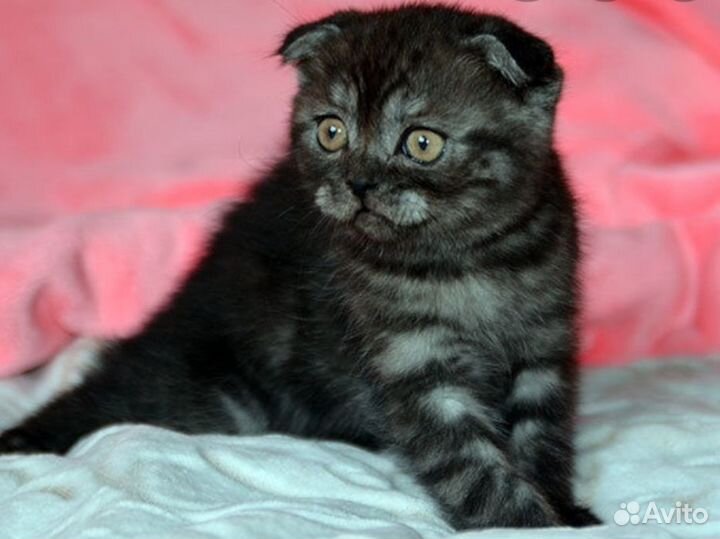 Шотладские котята