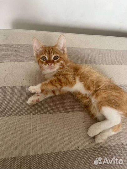 Котёнок