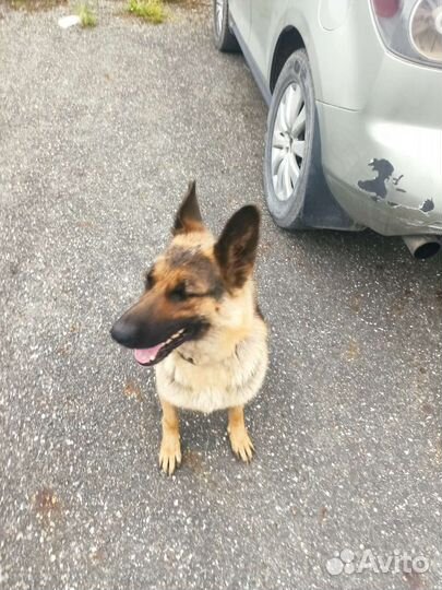 Собаки бесплатно в добрые руки щенки