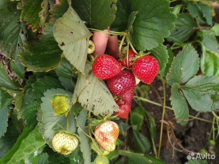 Продам усы клубники