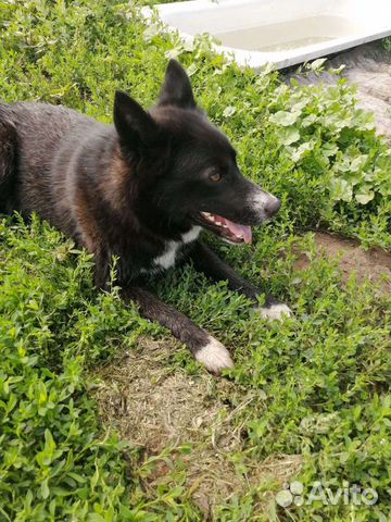 Отдам шустрого подростка