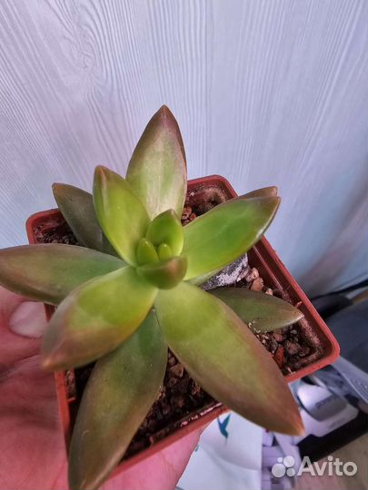 Суккуленты для начинающих