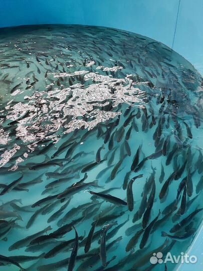 Радужная форель малек