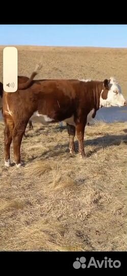 Телки племенные Герефорд