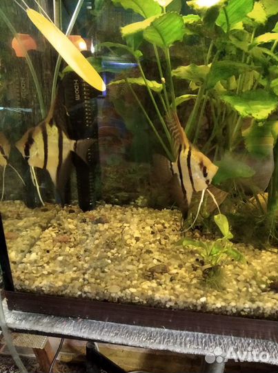 Скалярия Пиной