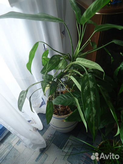 Комнатные растения цветы