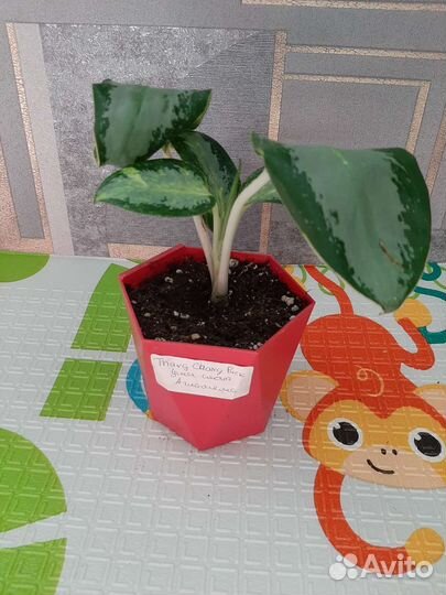 Аглаонема уши слона