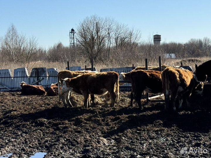 Бычки и быки