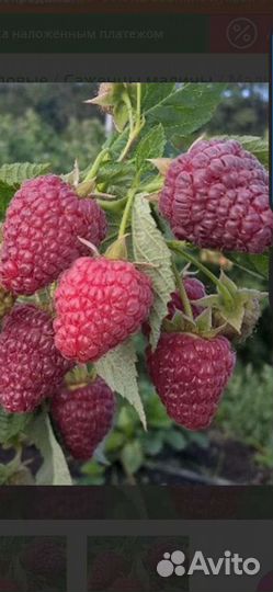 Саженцы малины полька