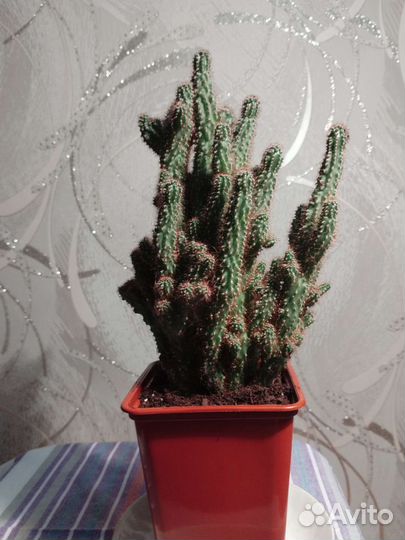 Кактус цереус перуанский монструозная форма