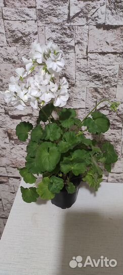 Пеларгония герань