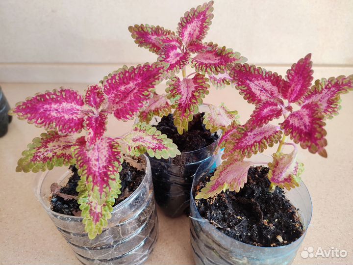 Цветы колеусы