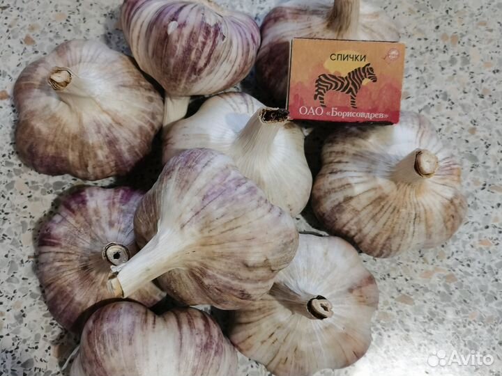 Чеснок на посадку и еду