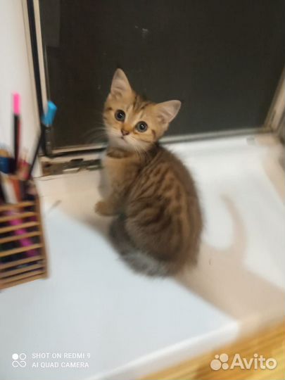 Кошки породистые