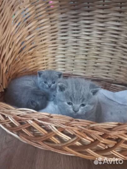 Британские котята
