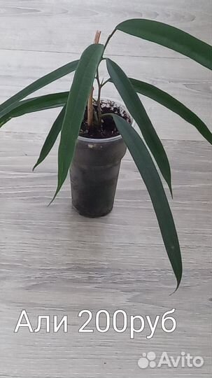 Сортовые фикусы. Кротон Манифест