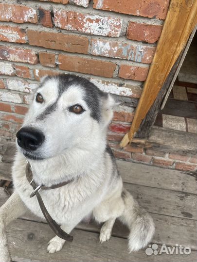 Щенки метисы хаски