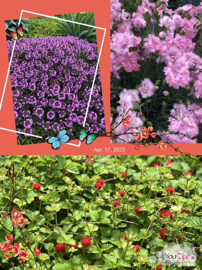 Многолетние садовые цветы, тимьян, хосты, гвоздика