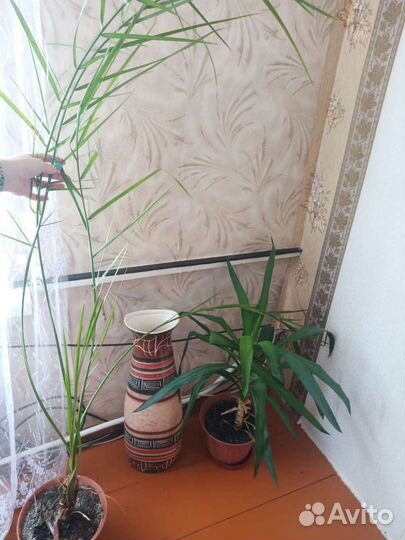 Фикус отросток или целое растение, Юкка