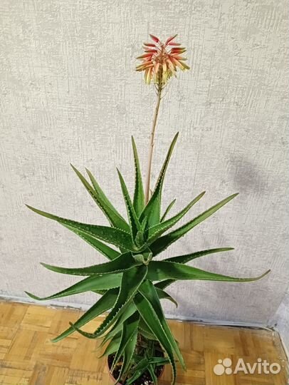 Алоэ цветущее