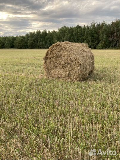 Сено луговое