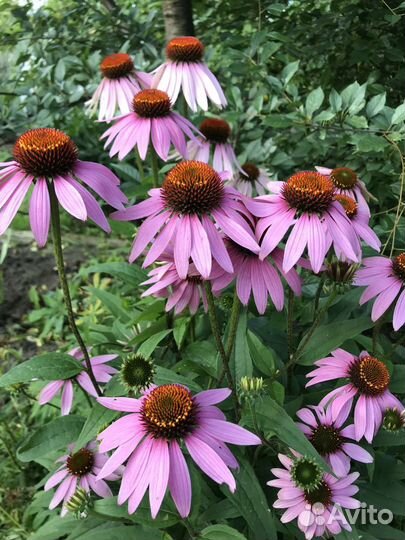 Гиппиаструм- эхинацея пурпурная