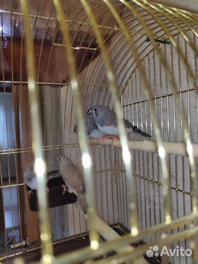 Птицы Амадины