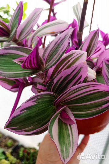 Традесканция