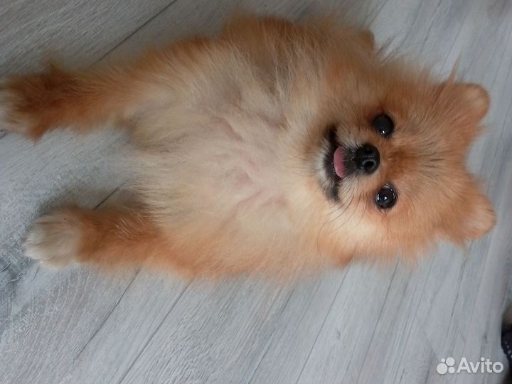 Мини шпиц девочка