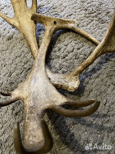 Рога оленя