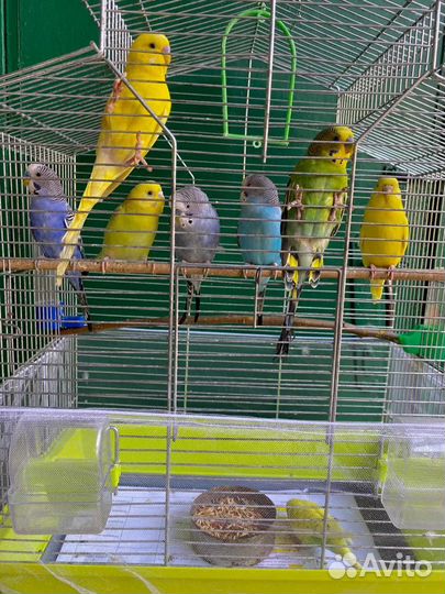 Волнистый попугай