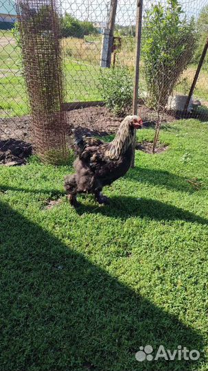 Продаются куры петушки малодки