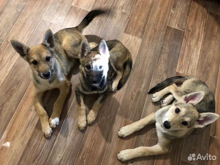 Щенки бесплатно