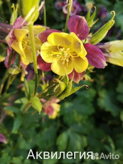 Аквилегия