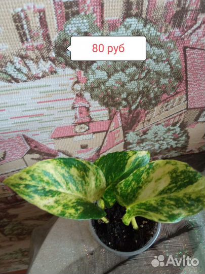 Сциндарсус