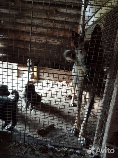 Щенки лайки зсл