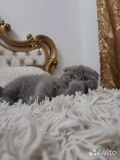 Британская вислоухая
