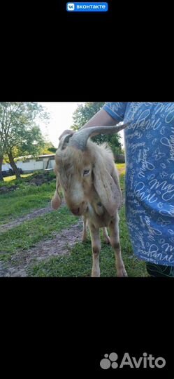 Нубийский козел