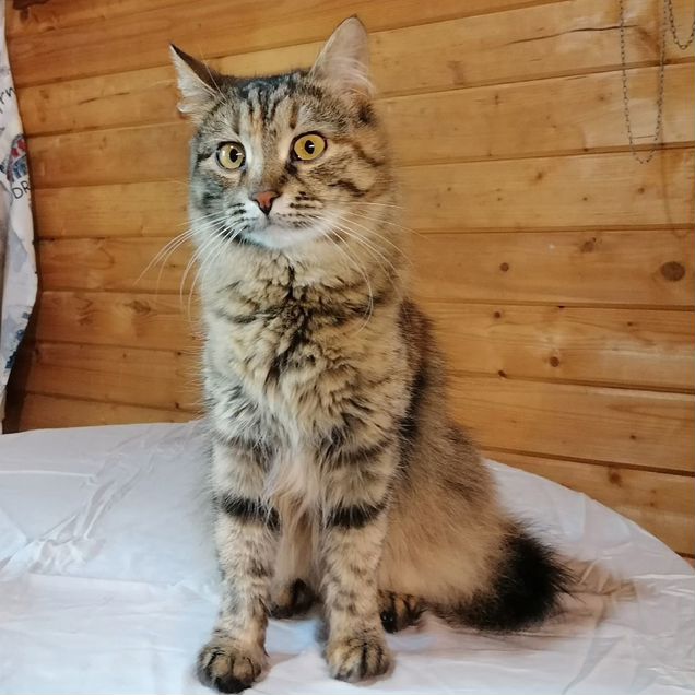 Американский бобтейл длинношёрстный, взрослая кошка